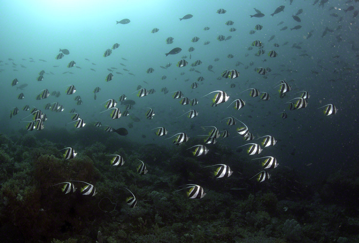 Schooling-Bannerfish.jpg