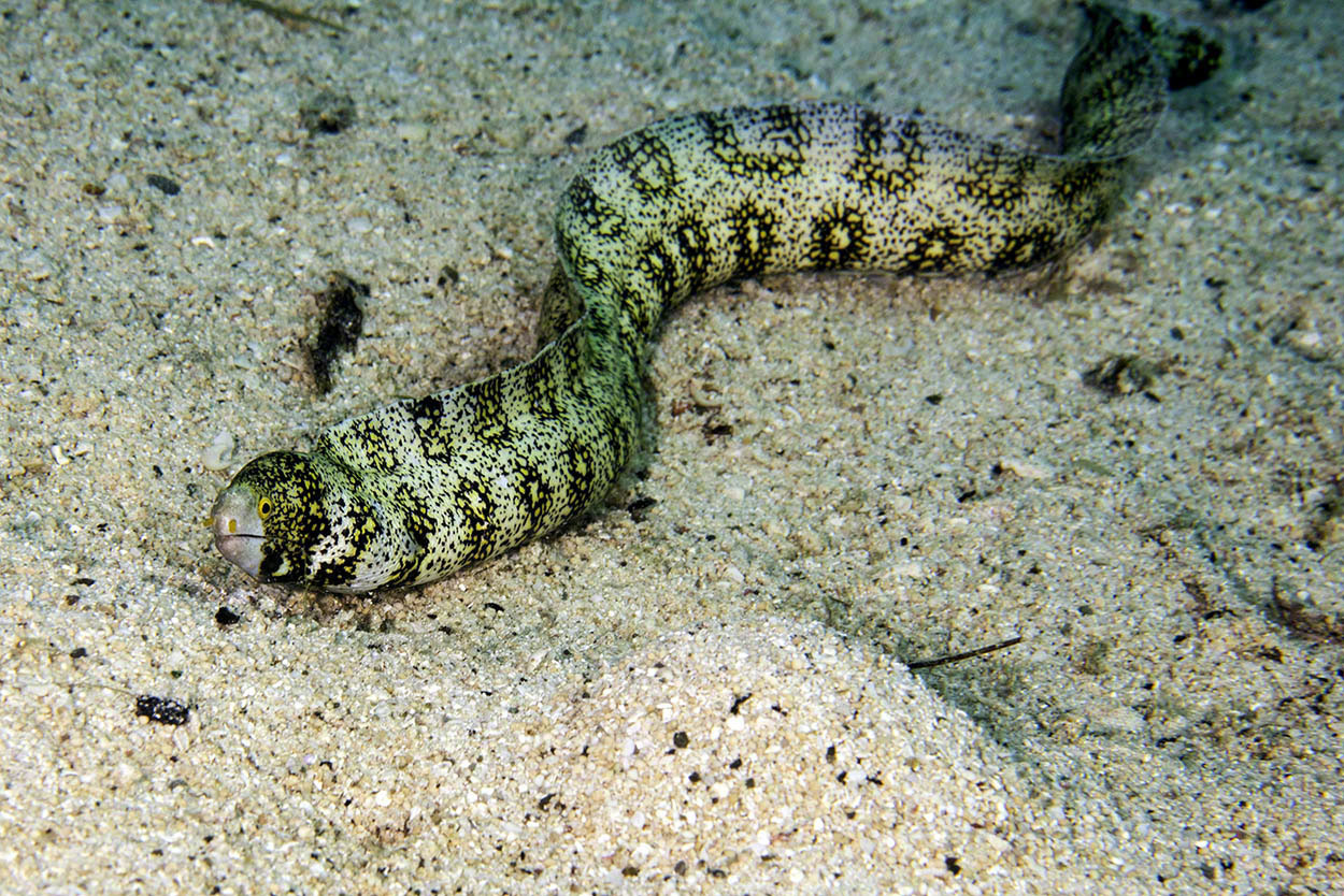 Snowflake-Moray.jpg