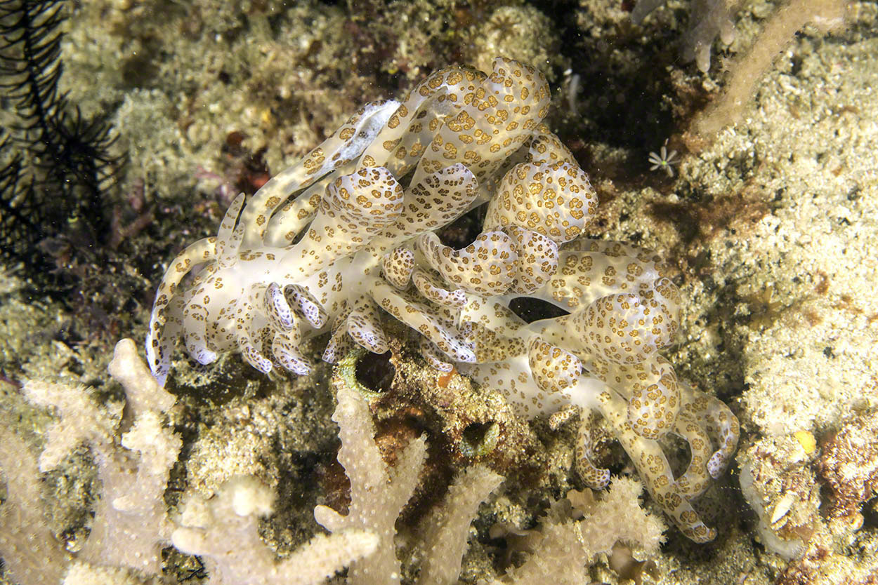 Solar-Powered-Nudibranch-1.jpg