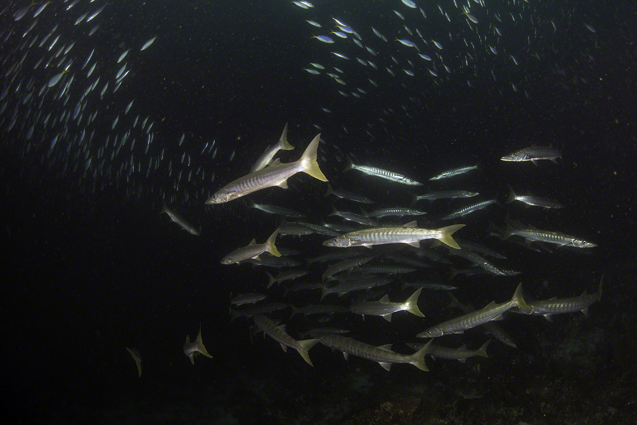 Yellowtail-Barracuda.jpg