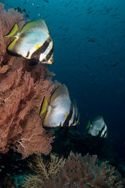 Longfin-Spadefish-4.jpg