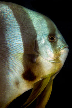Longfin-Spadefish-closeup.jpg