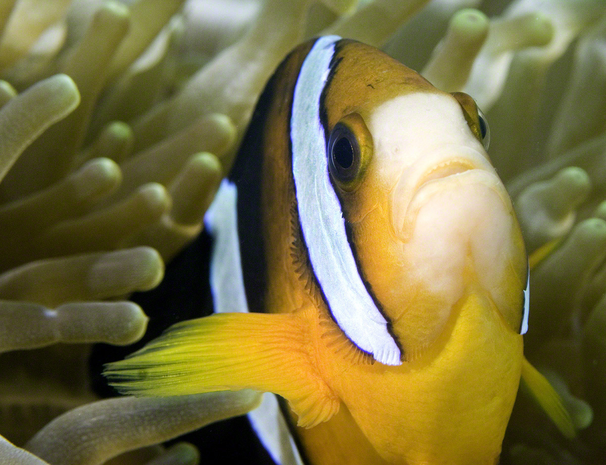 Anemonefish-1.jpg