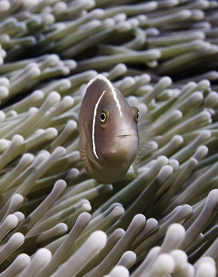 Anemonefish-3.jpg