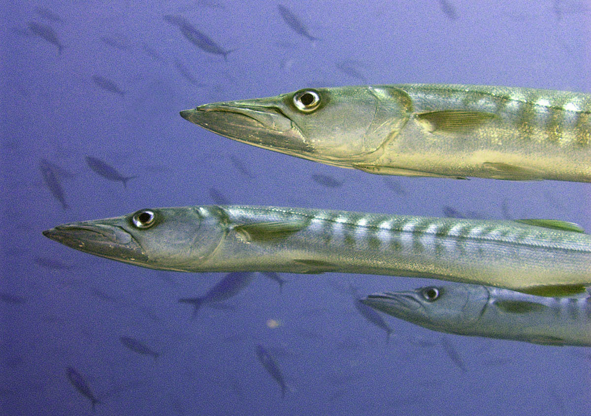 Barracuda-Close-up.jpg