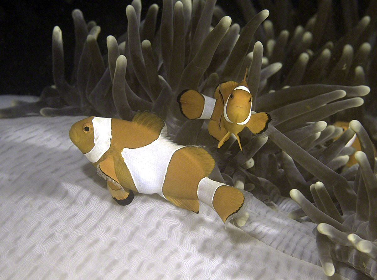 False-Clown-Anemonefish-2.jpg