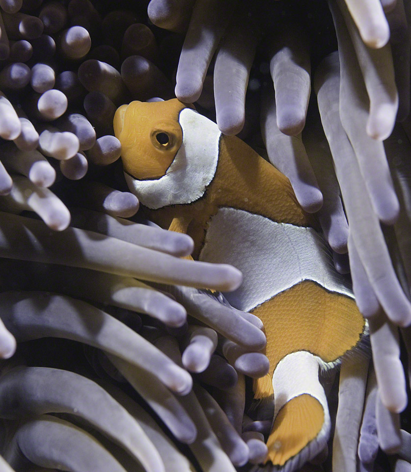 False-Clown-Anemonefish.jpg