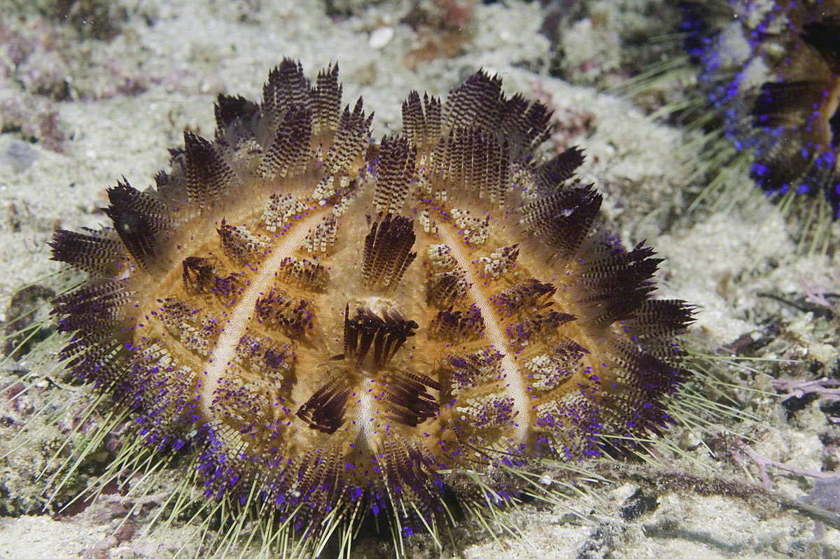 Fire-Sea-Urchin.jpg