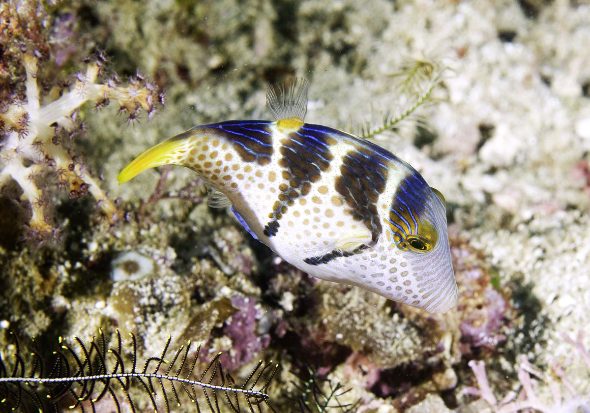 Mimic-Filefish.jpg