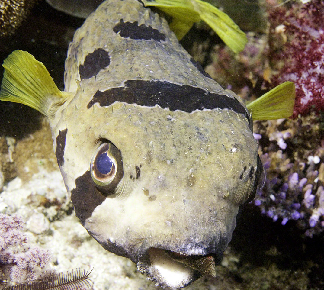 Munching-Porcupinefish.jpg