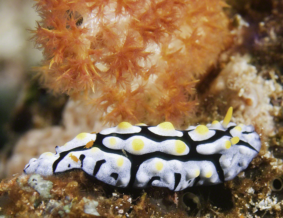 Nudibranch-10.jpg