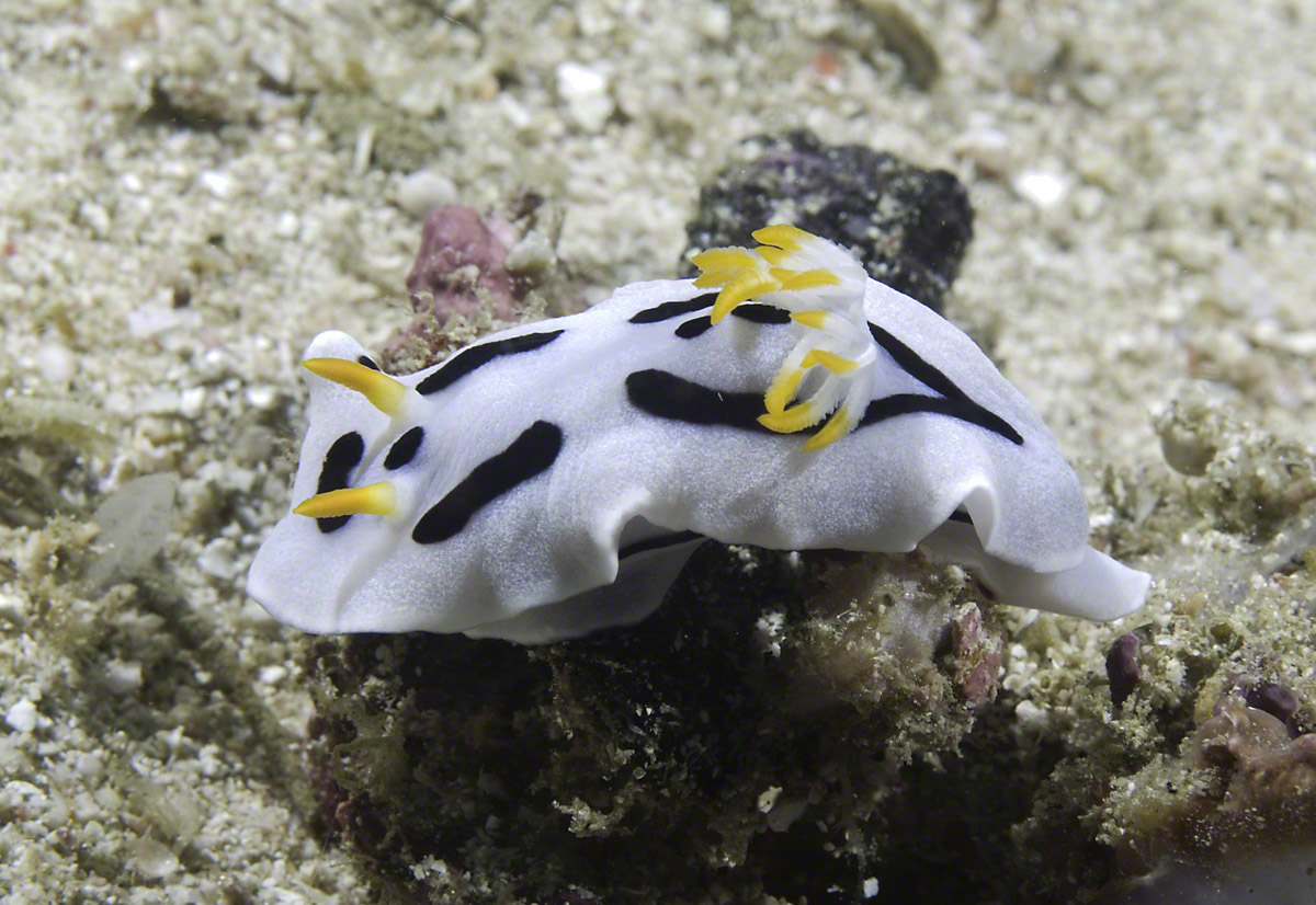 Nudibranch-14.jpg