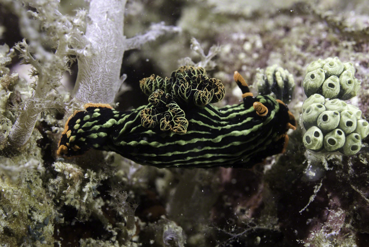 Nudibranch-3.jpg