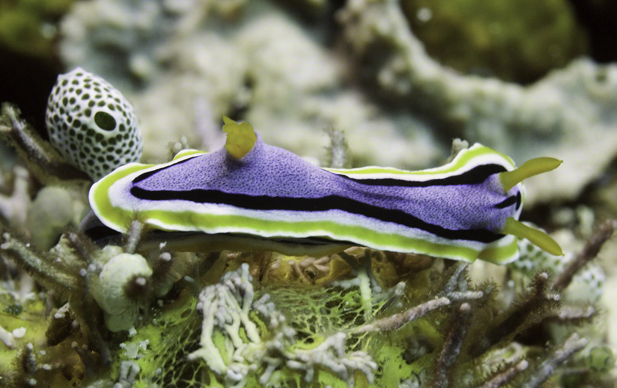 Nudibranch-9.jpg