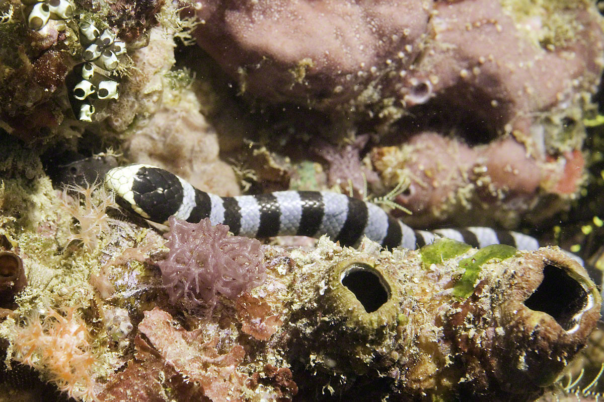 Sea-Snake-1.jpg