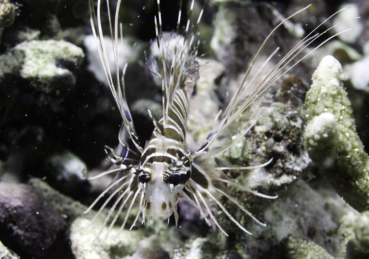 Spotfin-Lionfish.jpg