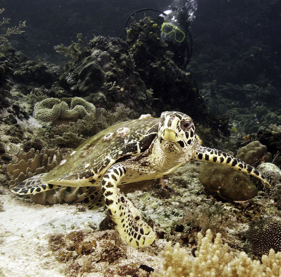 Vic-and-Hawksbill-Turtle.jpg