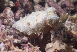 Bobtail-Cuttlefish.jpg