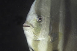 Longfin-Spadefish-2.jpg