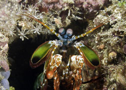 Mantis-Shrimp-2.jpg