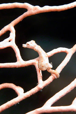 Plucked-Chicken-Pygmy-Seahorse.jpg