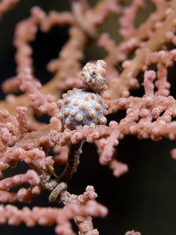 Pygmy-seahorse.jpg