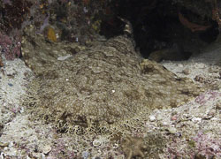 Raja Ampat Raja Ampat