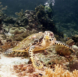 Vic-and-Hawksbill-Turtle.jpg