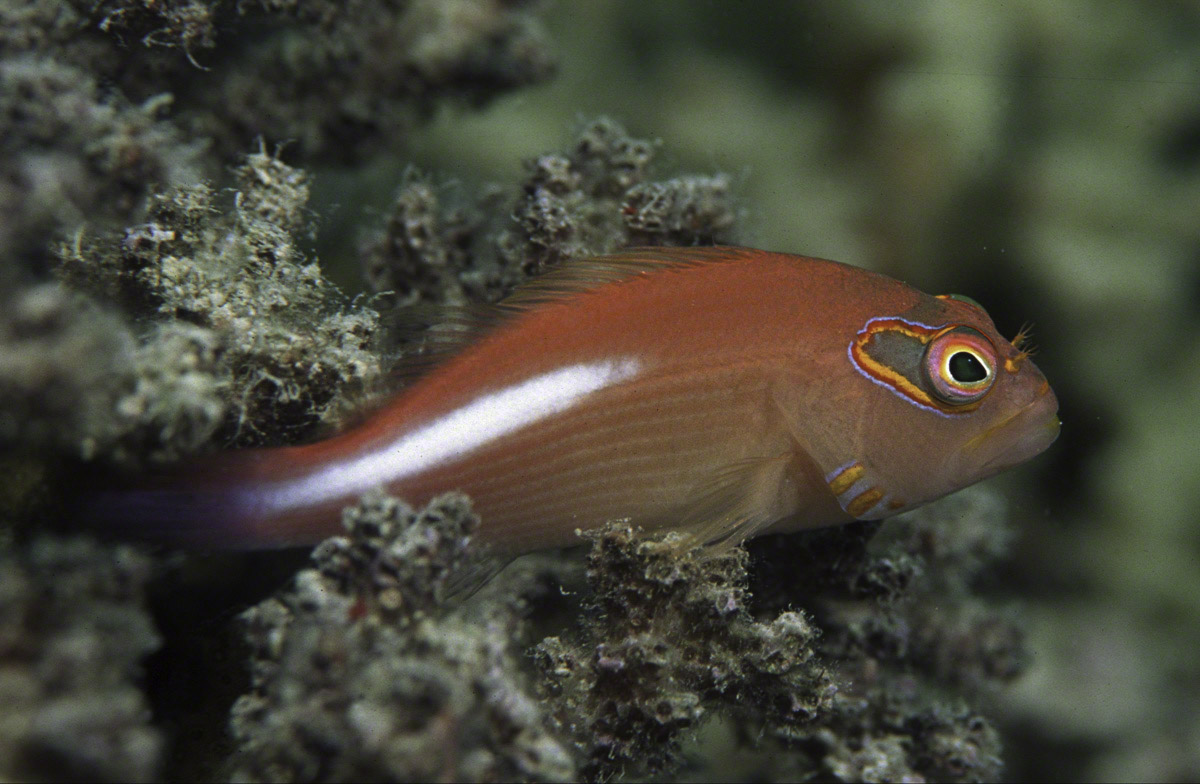 Arc-Eye-Hawkfish.jpg