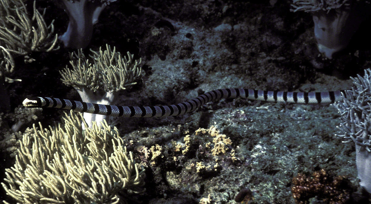 Banded-Sea-Krait.jpg