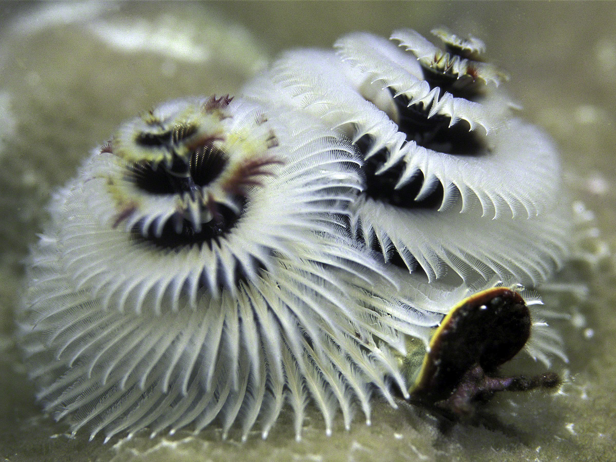 Christmas-Tree-Worm.jpg