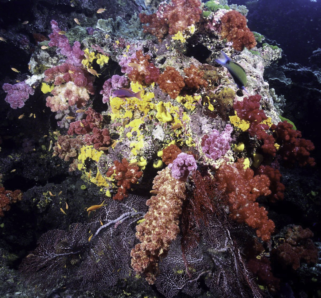 Coral-Bouquet.jpg