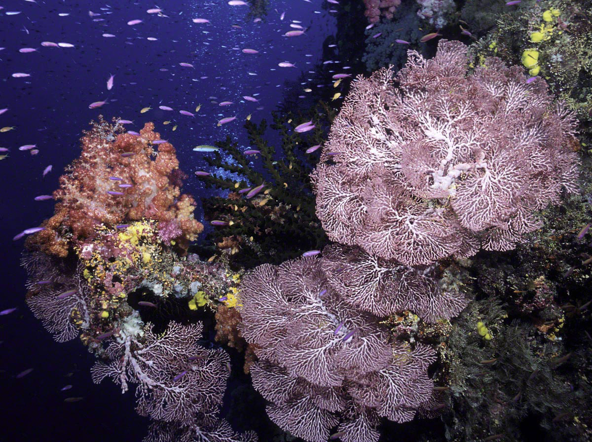 Fijian-Coral-Reef.jpg