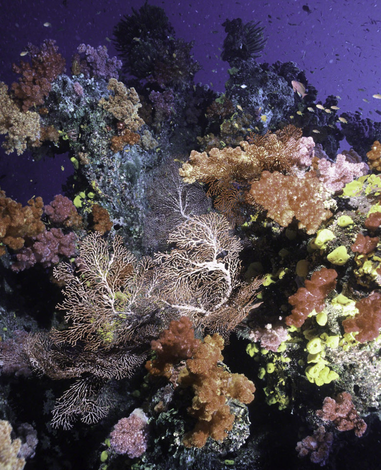 Fijian-Coral-Reef1-.jpg