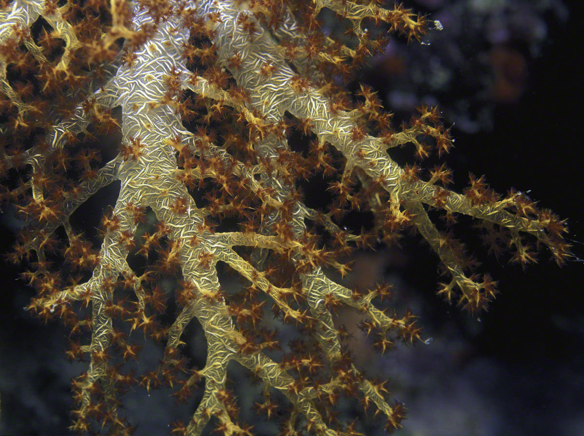 Fijian-Soft-Coral.jpg