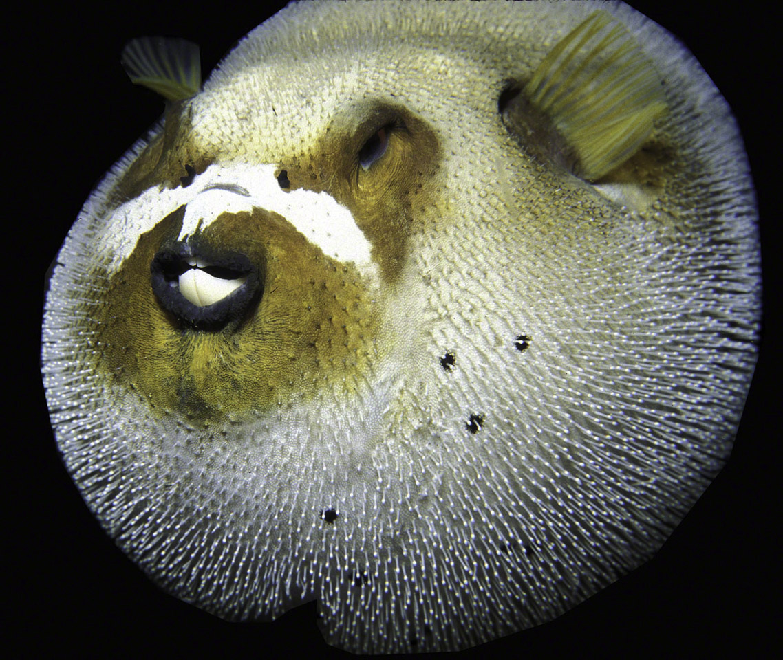 Inflated-Balloonfish.jpg