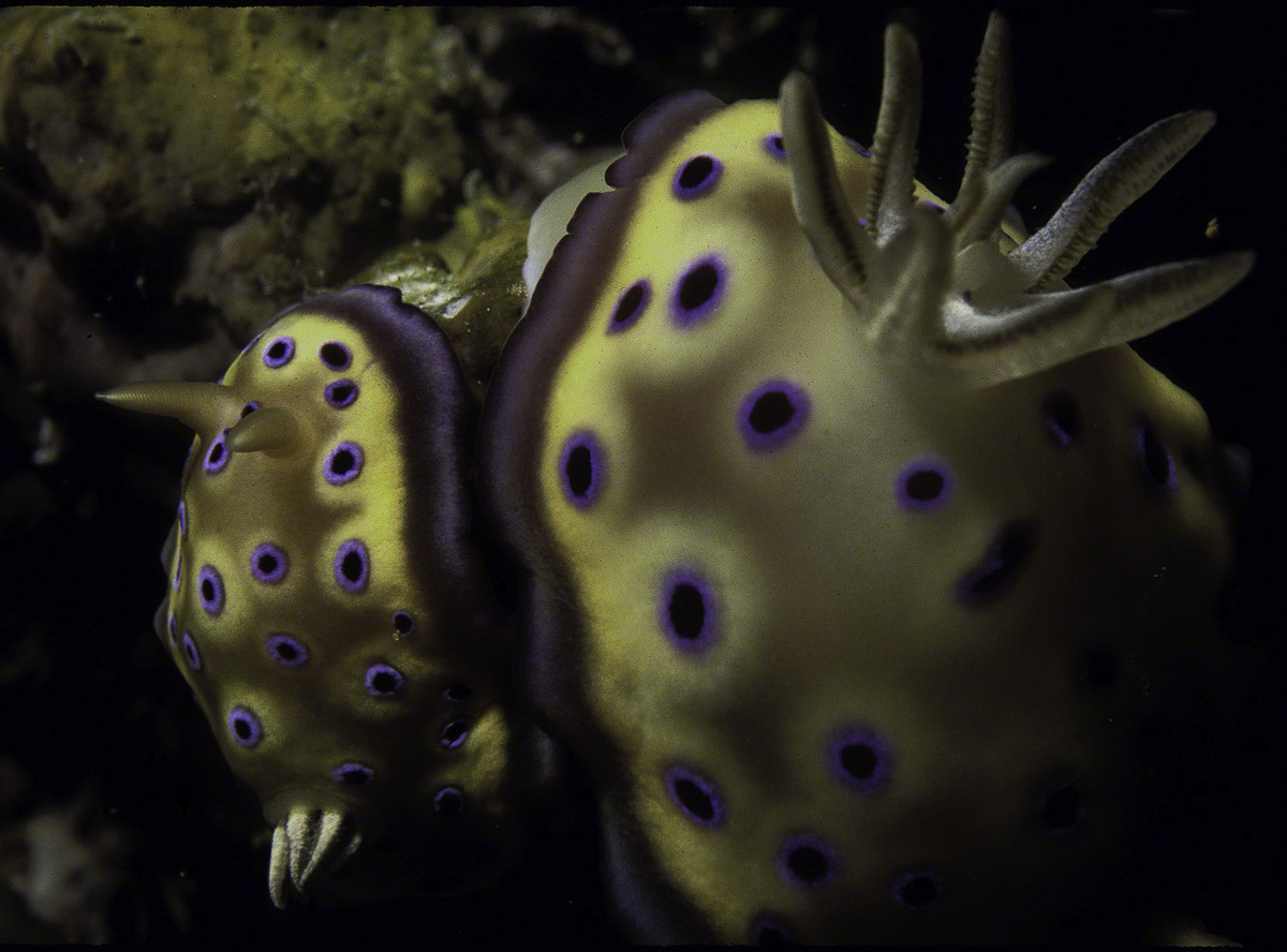 Mating-Nudibranchs.jpg