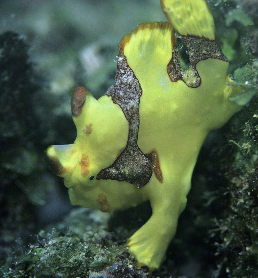 Painted-Frogfish.jpg