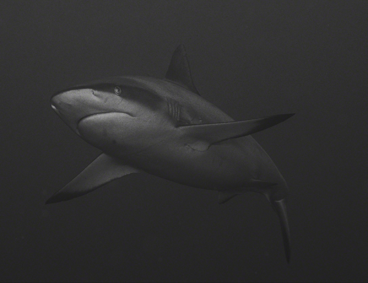 Shark-BW.jpg