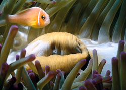 Anemone-mouth-and-Pink-Anemonefish.jpg