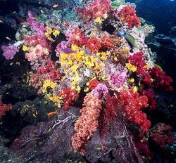 Coral-Bouquet.jpg