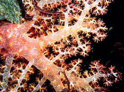 New-Guinea-Soft-coral.jpg