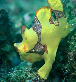 Painted-Frogfish.jpg