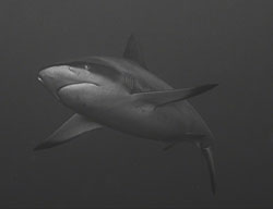 Shark-BW.jpg